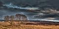 719 - WICKLOW TREES - NEIER ANDREAS - ireland